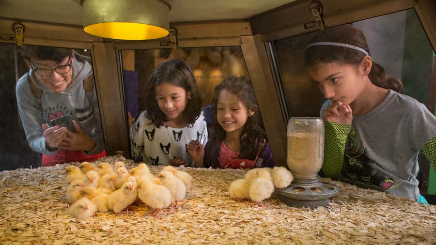 Chicago: Griffin Museum of Science and Industry Ticket - Tesla coil to the digestive system: a practical map of hands-on stops